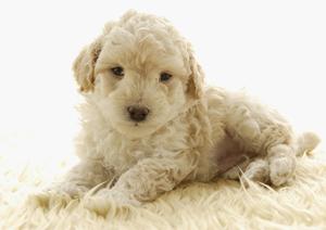 犬の健康管理に必須！最適な栄養を提供するロイヤルカナンの療法食徹底解説