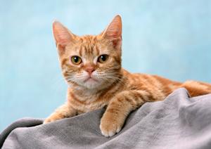 チワワを飼うなら専門店で購入しよう