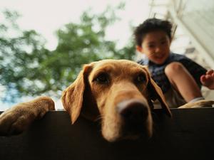 安心のティーカッププードルを販売中