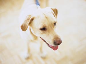 熱帯魚用品を安く手に入れるなら