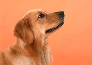 安心・安全なペットタクシーを選ぶための完全ガイド：安い料金で愛犬・愛猫を快適に移動させる方法