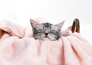 2025年版｜信頼できるフレンチブルドッグブリーダーおすすめガイドと選び方