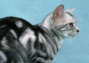 時間の都合を付けやすいペット火葬会社